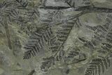 Carboniferous Fossil Fern (Odontopteris) - France #338610-1